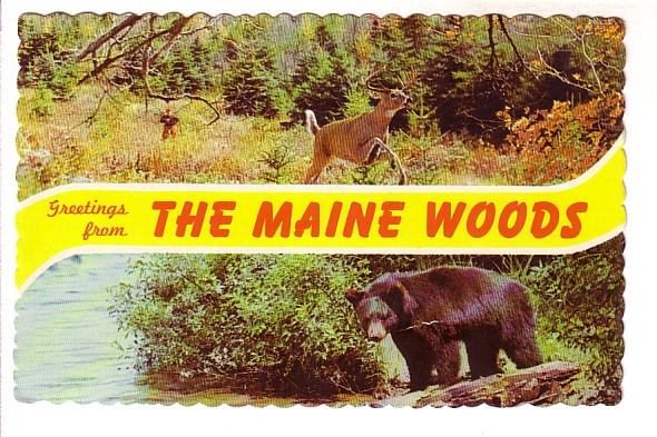 Twoview, Deer, Hunter, Bear, in Maine Woods, Maine Vacationland Lobster on Ba...