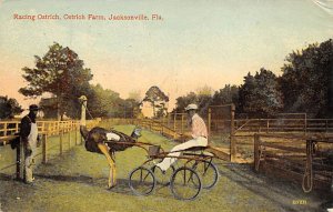 Racing Ostrich Ostrich Farm Jacksonville FL