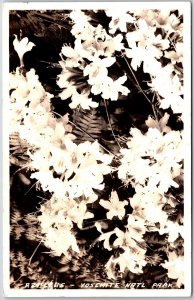 1941 Azaleas Yosemite National Park Real Photo RPPC Posted Postcard