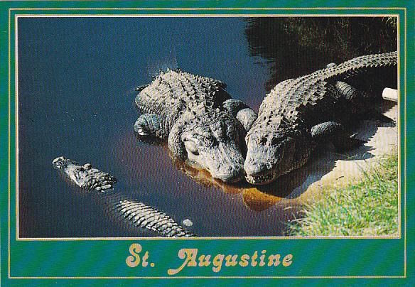 Alligators At The Alligator Farm St Augustine Florida