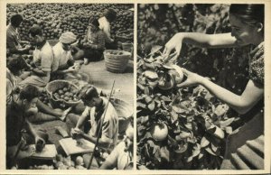 israel palestine, Orange Picking at Mikveh Judaica (1930s) Benor-Kalter Postcard