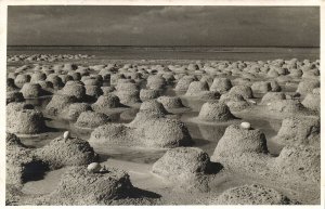 bonaire, N.A., Flamingo Nests with Eggs (1950s) Foto Mayer RPPC Postcard