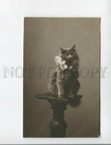472017 Charming PUSSY CAT w/ Bow Vintage REAL PHOTO photo SHVORIN Moscow Russia