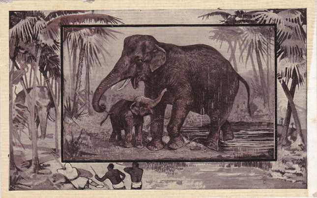 Elephant and Baby - Africa Animal - Copyright 1909 M J Mintz of Chicago - DB