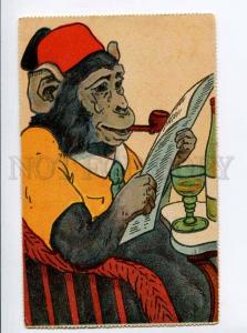 264561 TURKEY Dressed MONKEY Smoking Pipe Vintage postcard