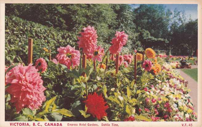 Dahlia Flower Time - Empress Hotel Gardens - Victoria BC British Columbia Canada