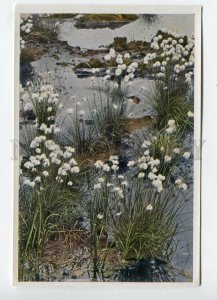 427927 Flower Eriophorum vaginatum Sammelwerk Tobacco Card w/ ADVERTISING