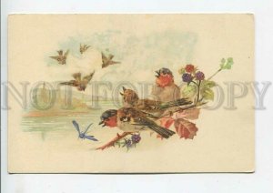 444102 KLEIN Bird Rosefinch SPRING blackberry DRAGONFLY postcard TSN #169