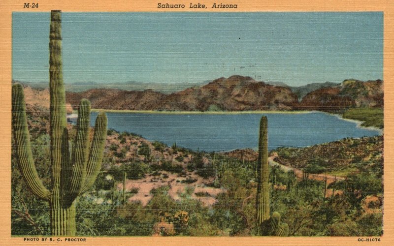 Vintage Postcard 1952 View of Sahuaro Lake Giant Cactus Arizona AZ