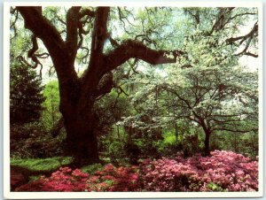 M-24601 Dogwoods and azaleas at springtime Raleigh North Carolina