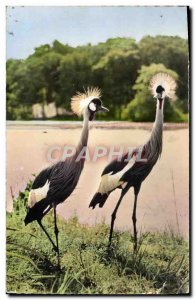 CPM African Wildlife crowned cranes