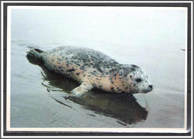 Oregon, Harbor Seal Oregon Picture Print - [OR-016X]