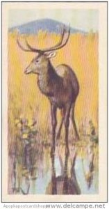 Brooke Bond Vintage Trade Card Wildlife In Danger 1963 No 14 Sangai Or Manipu...