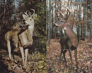 (2 cards) On the Alert - Deer - Buck - Hunting - Animal - pm 1961