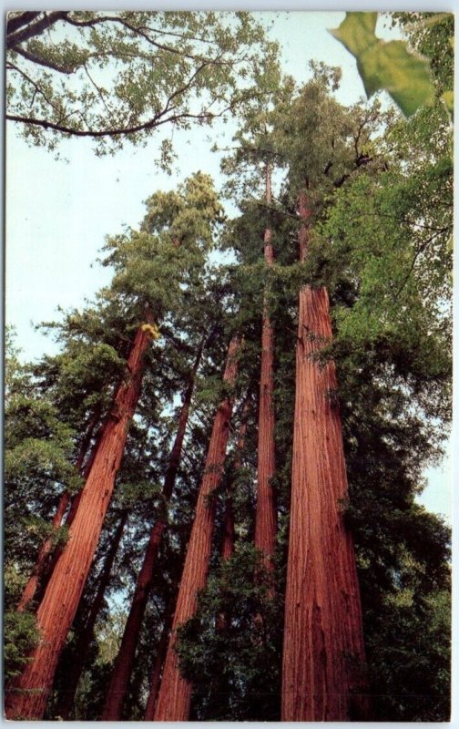 Postcard - Regal Redwoods, Muir Woods National Monument, Mill Valley, California