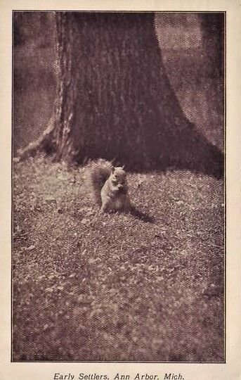 Ann Arbor Michigan squirrel early settlers postcard