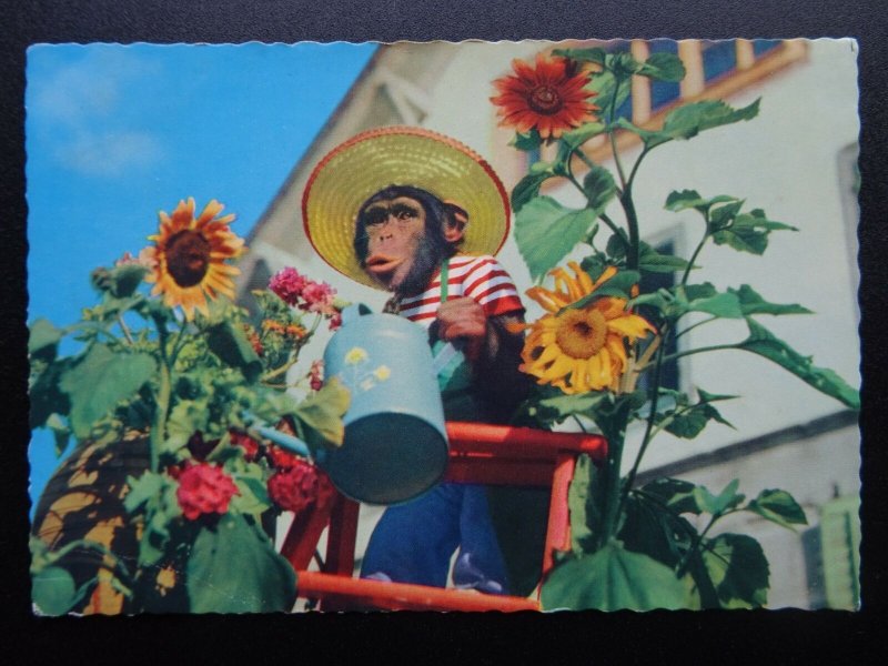 Chimpanzee GARDENING WATERING Themed CHIMP Dressed as Human c1960's RP Postcard