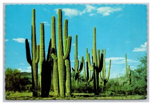 Family Group Of Saguaros Arizona Postcard Continental View Card