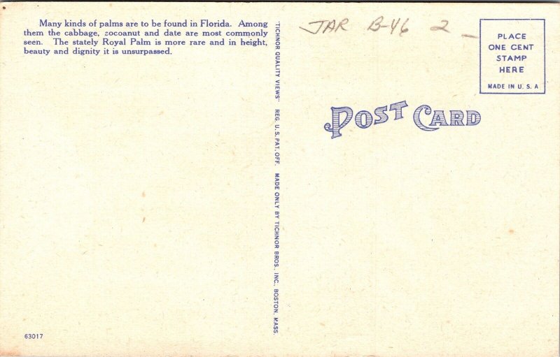 Ave Stately Royal Palms Florida FL Linen Postcard UNP VTG Tichnor Unused Vintage 