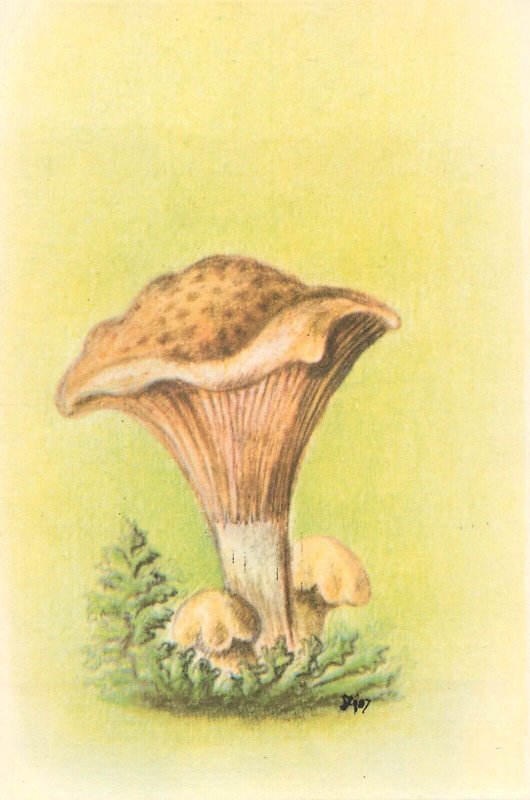 Set of 6 postcards Romania mushrooms