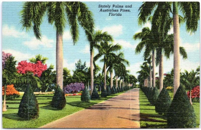 Florida postcard: Stately Palms and Australian Pines