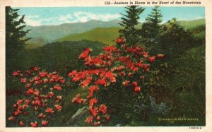 Vintage Postcard Azaleas In Bloom in the Heart of the Mountains Harry N. Martin