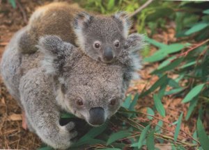 Koala Bears Playing Piggy Back Baby Animal Comic German Postcard