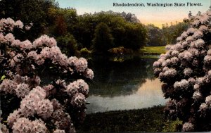 Washington State Flower The Rhododendron Curteich