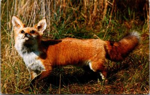 Red Fox - [MX-682]