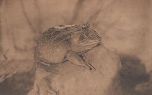 Belgium Frog At Anvers Zoo Antique Postcard