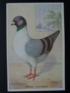 Bird Theme MODENA BLUE GAZZI PIGEON A.J Simpson c1908 Postcard by Feather World