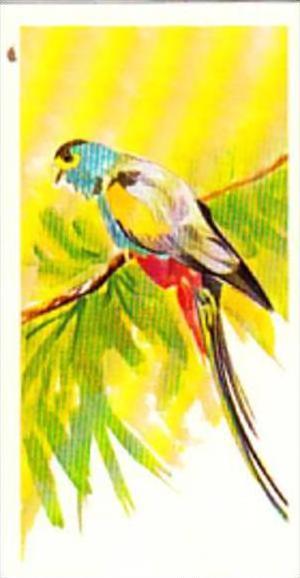 Brooke Bond Tea Trade Card Vanishing Wildlife No 36 Golden Shouldered Parakeet