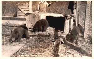 Three Bear Cubs in Straw Pen, Cordova Alaska, RPPC Real Photo, Vintage Postcard