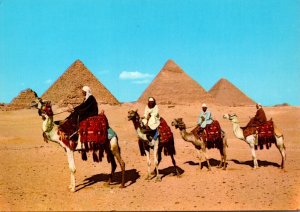 Egypt Giza Arab Camel Riders In Front of The Pyramid