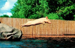 Texas San Marcos Aquarena Springs Ralph The Performing Pig