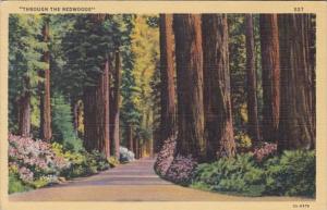 California Through The Redwoods 1942