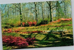 Postcard South in springtime - azaleas dogwood