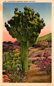 Cactus Clustered Sahuaru Giant Cactus