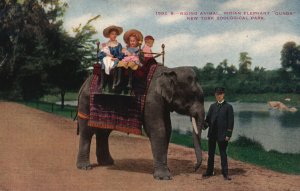 Vintage Postcard 1910's Riding Animal Indian Elephant Gunda New York Zoo Park