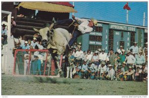 Brahma Bull Riding, Calgary Stampede, Calgary, Canada, 40-60s