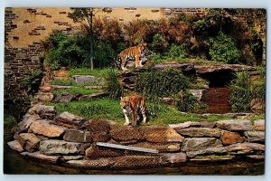 Philadelphia Pennsylvania PA Postcard Siberian Tigers Zoo c1960 Vintage Antique
