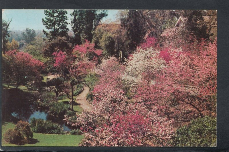 America Postcard - Oriental Gardens, Huntington-Sheraton, Pasadena RS20673