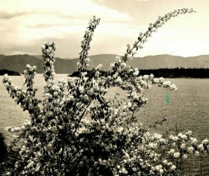 RPPC Idaho State Flower Syringa Ross Hall UNP 1940s Postcard Skyline Cafe Hall