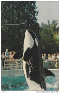 Killer Whale SKANA three-quarter-leap, Vancouver , B.C. , Canada , 50s-60s