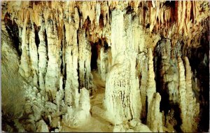 Florida Marianna Florida Caverns State Park Trail Through Rock Forest