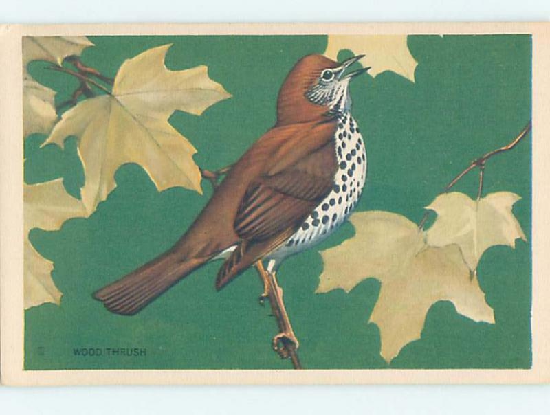 1939 national wildlife federation LARGE DETAILED WOOD THRUSH BIRD HJ4866