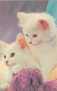 Pair of Cuties Cat Unused 