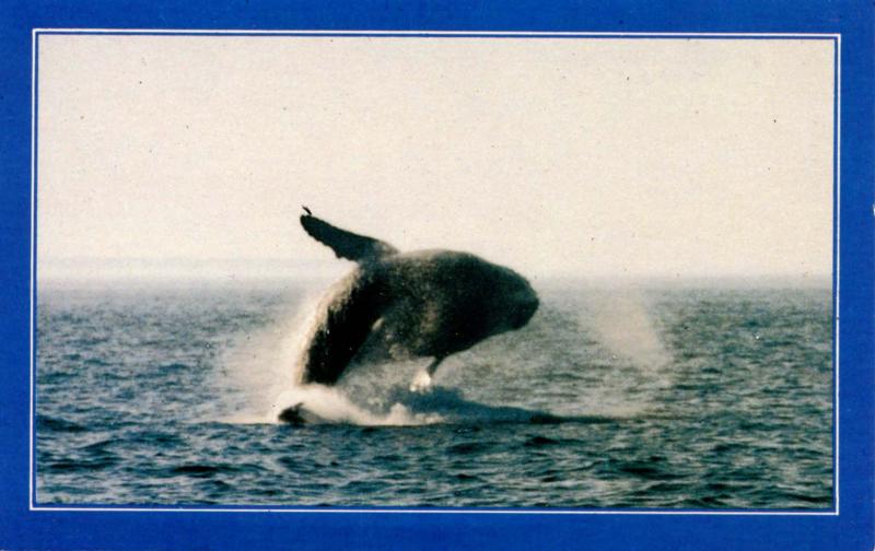 Humpback Whale 