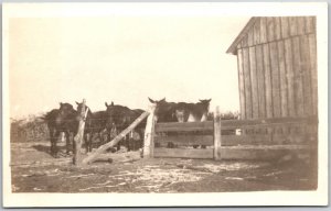 Cows In The Farm Yards Antique RPPC Real Photo Postcard