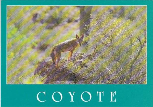 The Coyote Or Prairie Wolf